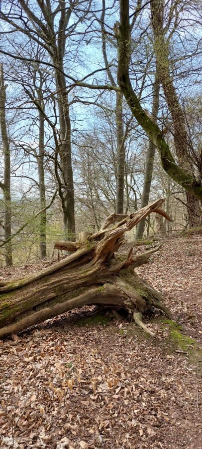 Froschkoenig Mit Teichblick Apartamento Trendelburg Exterior foto